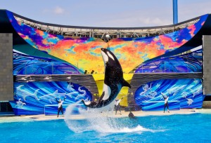 Orca whale jumps out of water performing trick at SeaWorld