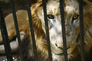 Lions need lots of space, and upon looking at zoo's enclosures for them, some are surprisingly small.