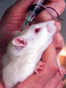A mouse being held with a syringe about to be placed inside the top of its head.