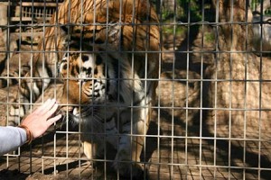 Guest hand reaches out to tiger in a cage. Attribution to: Melisa Weise - flicr.