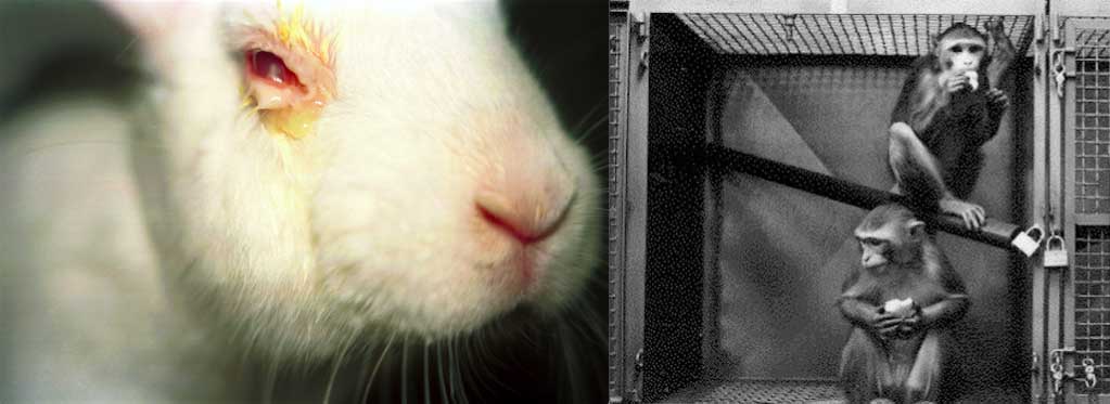 Animal Testing What s Changed animal-testing-what-s-changed